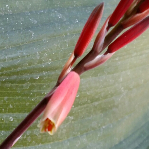 Plant image Aloe 'Blue Elf'