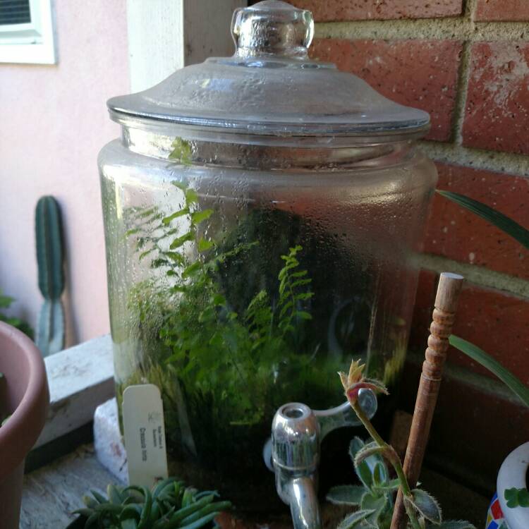 plant image 627403