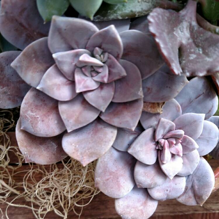 plant image 627879 plant image 627879