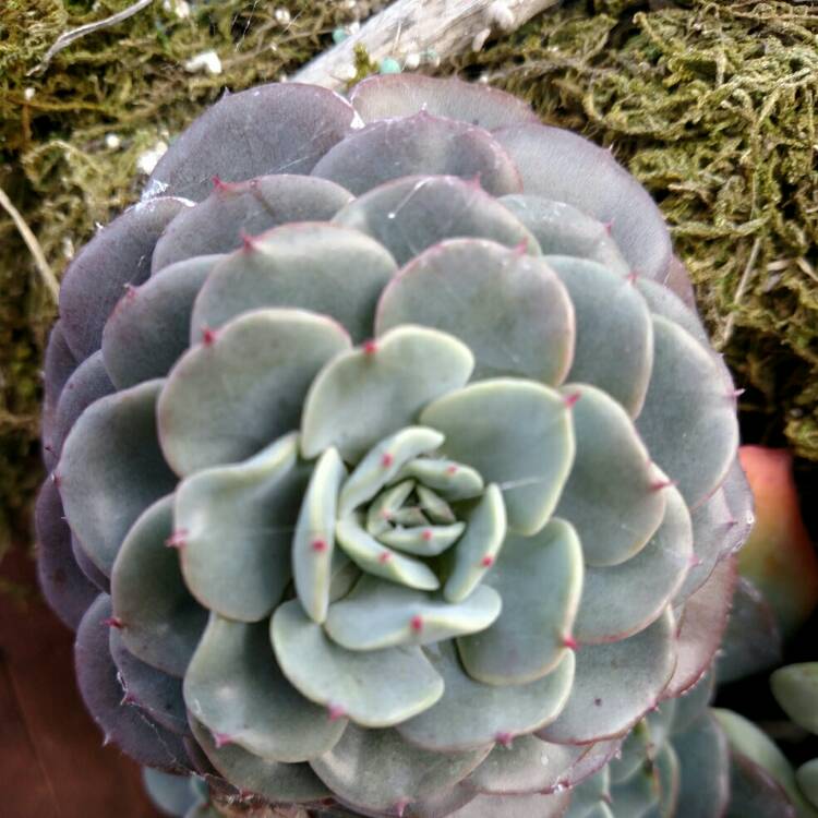 plant image 627881