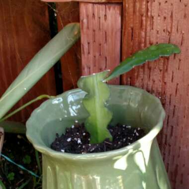 Epiphyllum anguliger