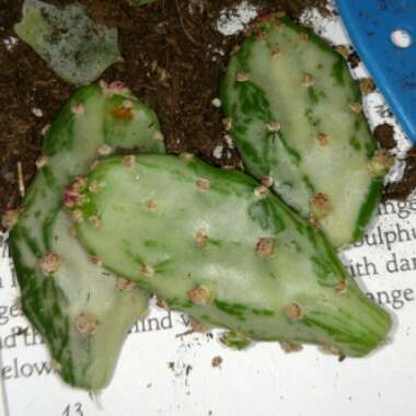 Opuntia monacantha f. monstruosa variegata