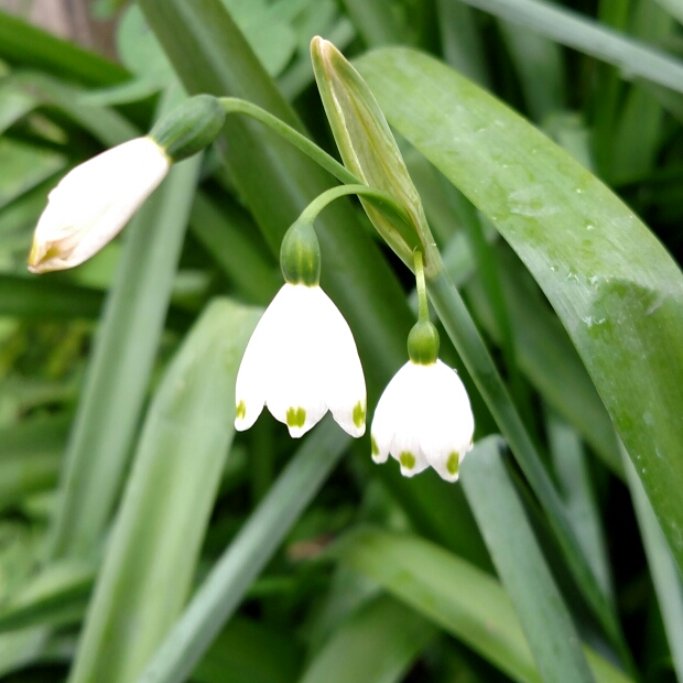 plant image 630275 plant image 630275
