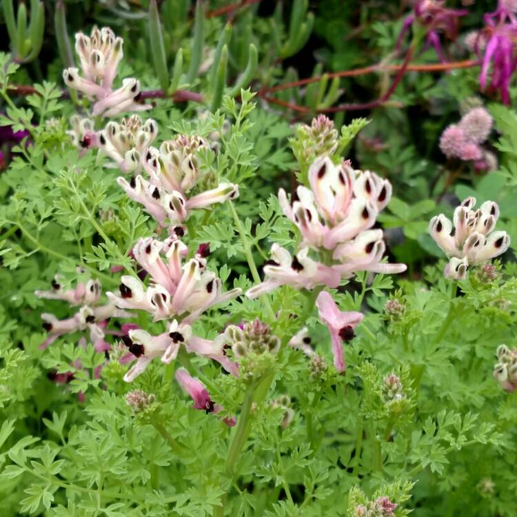 plant image 632799 plant image 632799