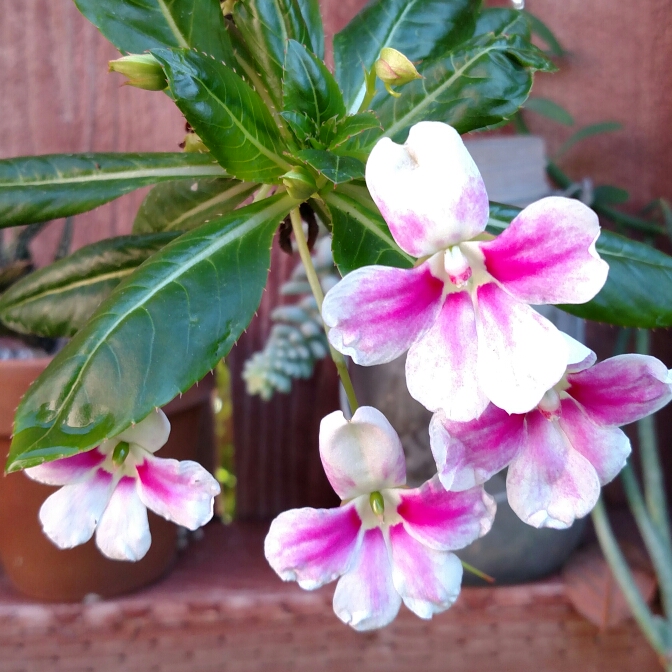 plant image 637205