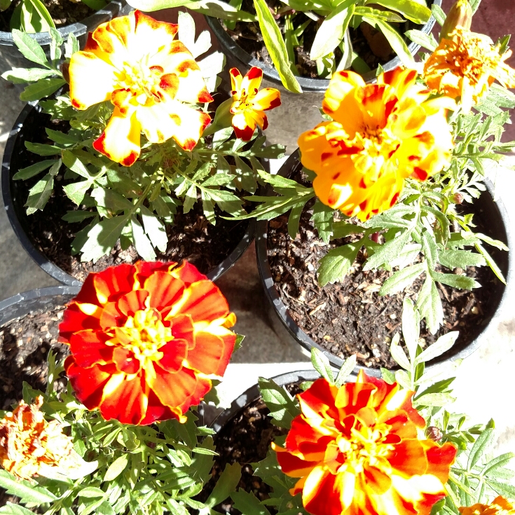 plant image 637886