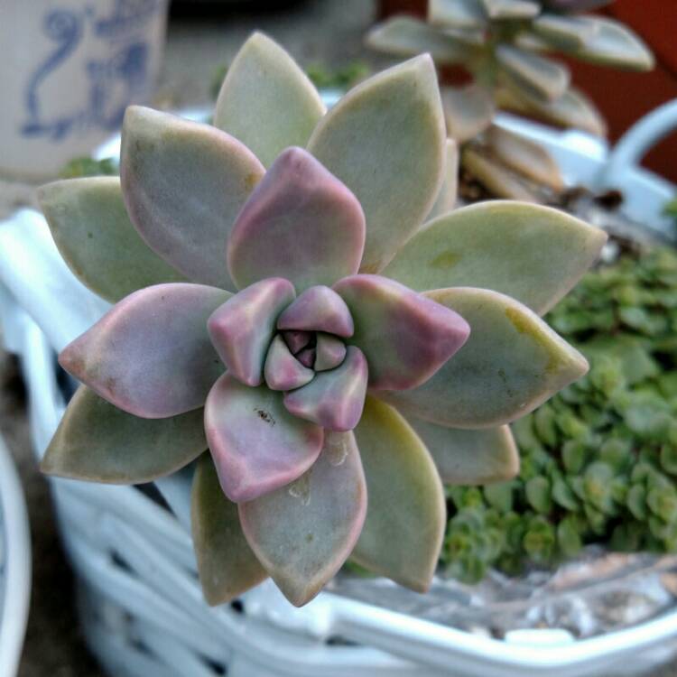 plant image 637894 plant image 637894