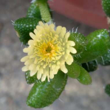 Delosperma echinatum syn. Delosperma pruinosum