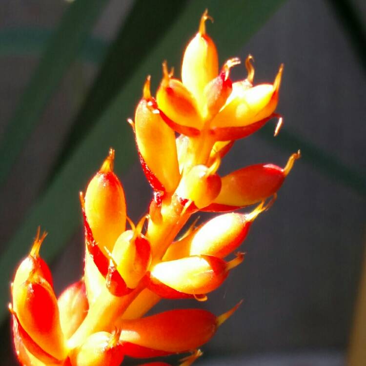 Plant image Aechmea nudicaulis