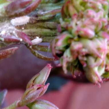 Kalanchoe 'Sexangularis'