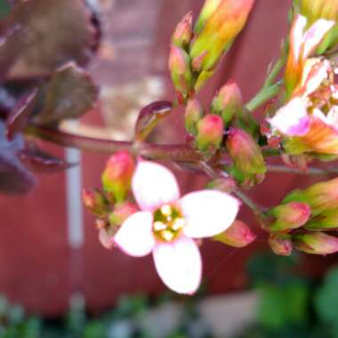 Kalanchoe 'Sexangularis'