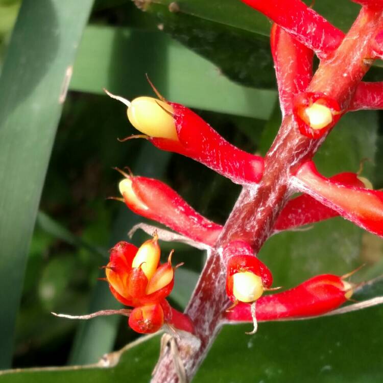 Plant image Aechmea nudicaulis