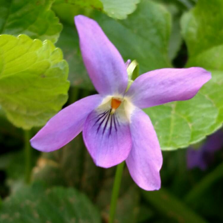 Plant image Viola riviniana 'Purpurea'