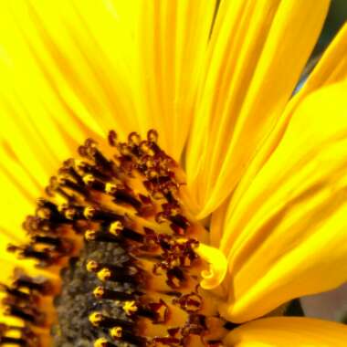 Helianthus annuus