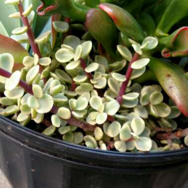 Portulacaria Afra Variegata