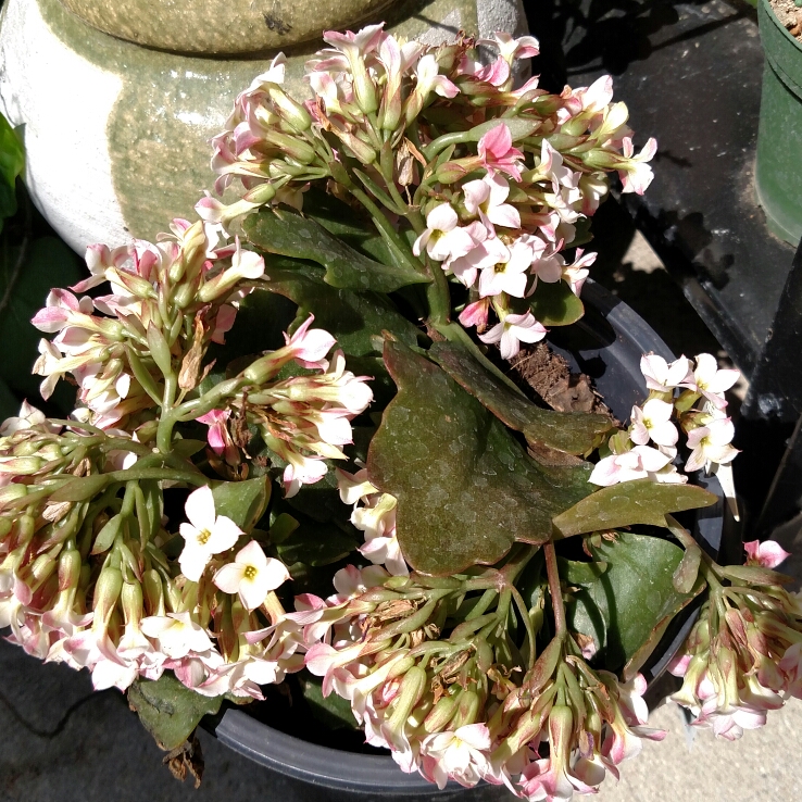 Plant image Kalanchoe blossfeldiana 'Calandiva Pink'