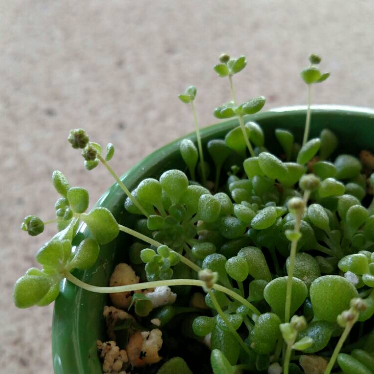 plant image 650874 plant image 650874