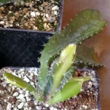 Epiphyllum