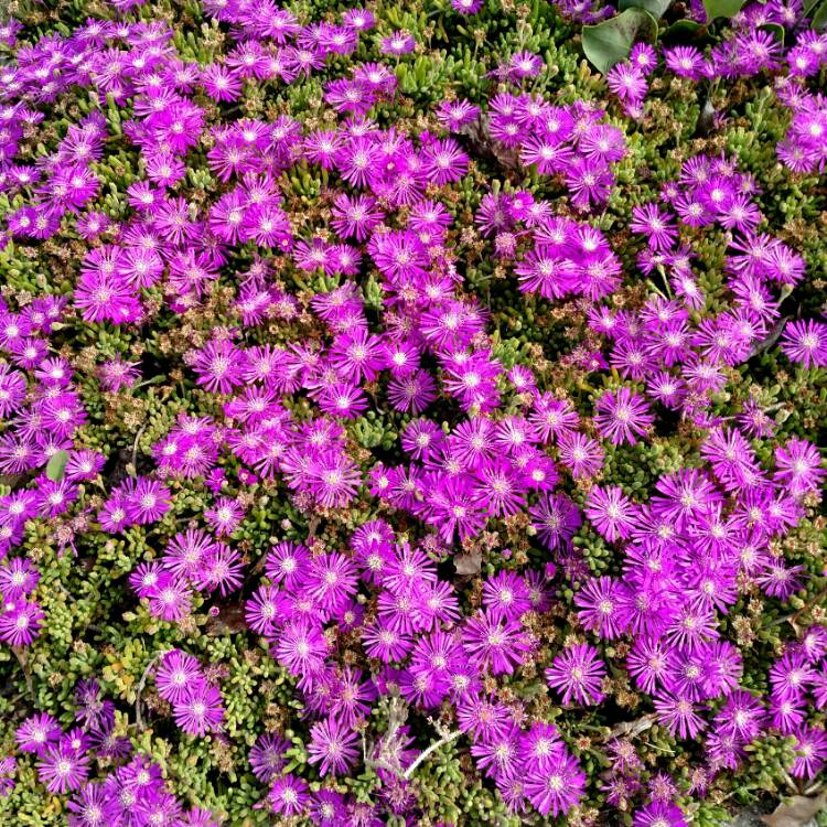 plant image 650975 plant image 650975