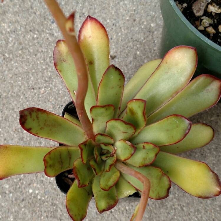 plant image 653585 plant image 653585