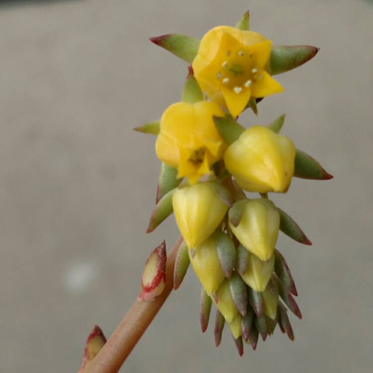 plant image 653590 plant image 653590