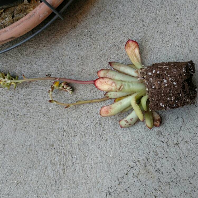 plant image 662056 plant image 662056