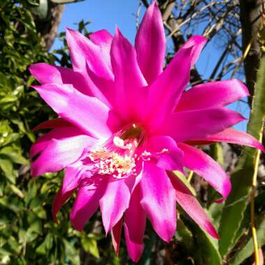 Epiphyllum