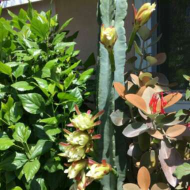 Cereus repandus syn. Cereus peruvianus