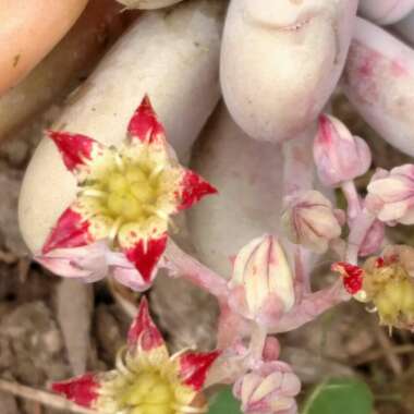 Graptopetalum Amethystinum