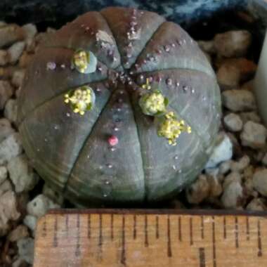 Euphorbia Obesa