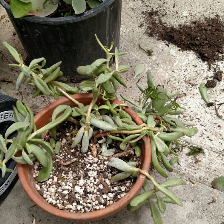 plant image 706374 plant image 706374