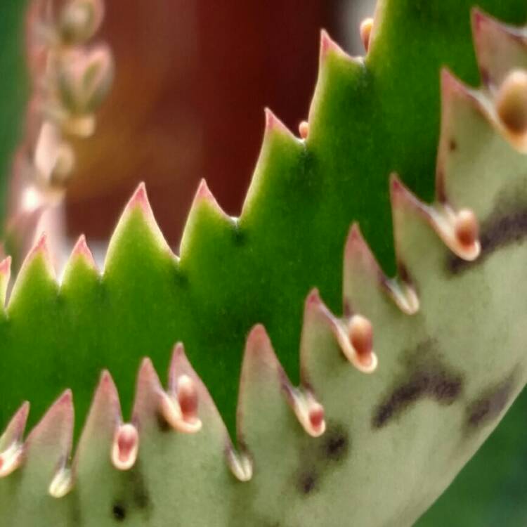 Plant image Kalanchoe delagoensis x daigremontiana
