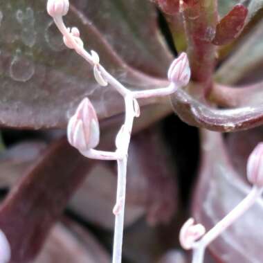 Graptopetalum Superbum