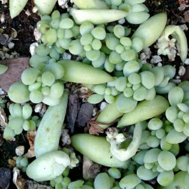 Sedum Morganianum