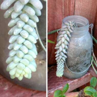 Sedum Burrito