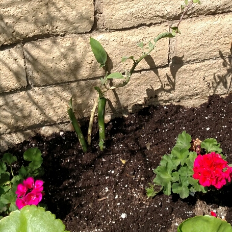 plant image 723940