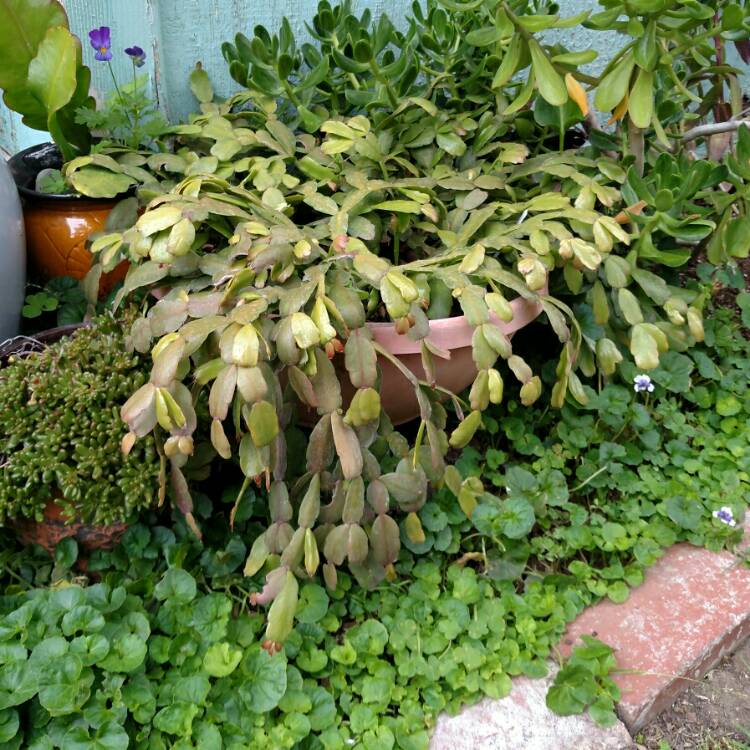 plant image 724805