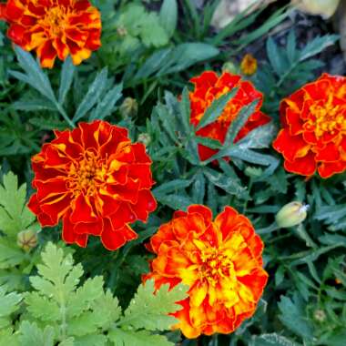 Tagetes patula hybrids