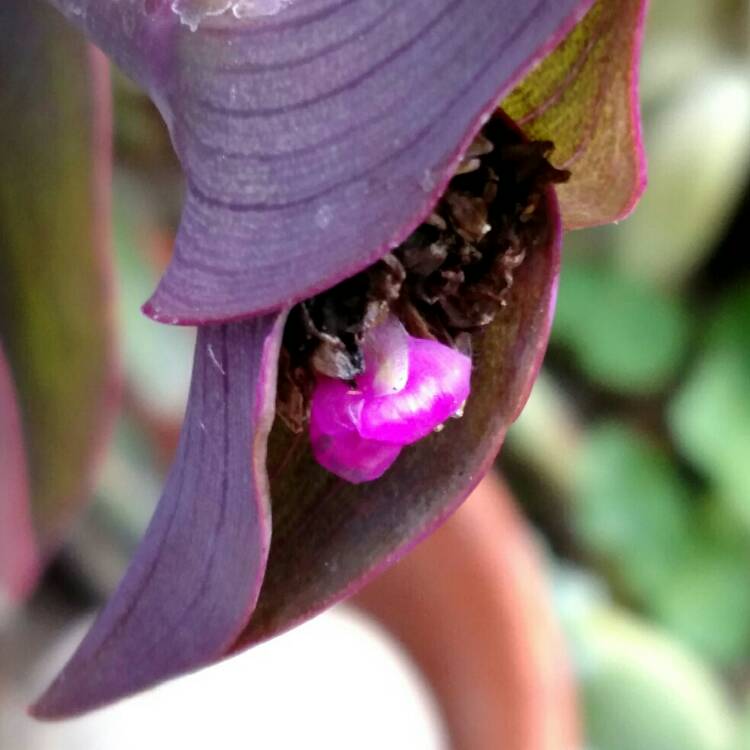 Plant image Tradescantia pallida 'Purpurea' syn. Tradescantia pallida 'Purple Heart'