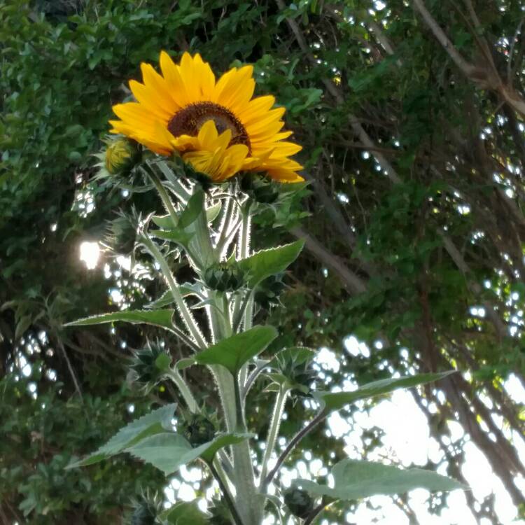 plant image 747270 plant image 747270