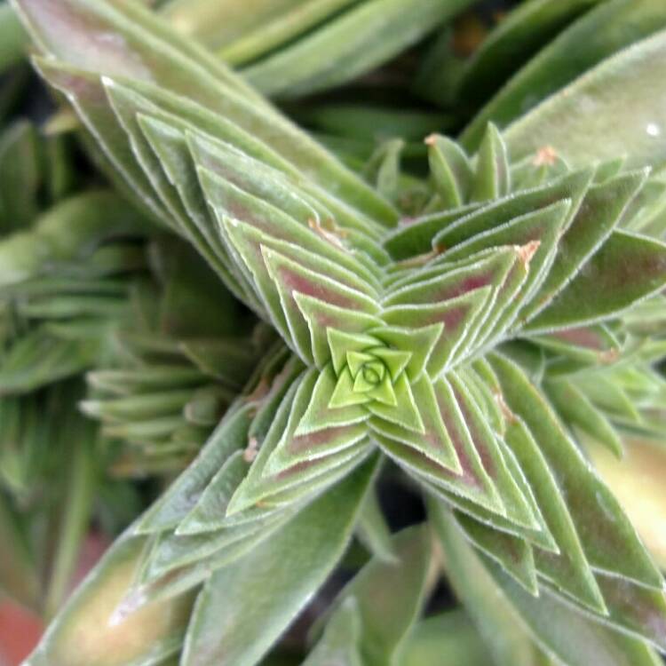 plant image 759435 plant image 759435