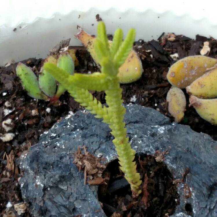 plant image 759439