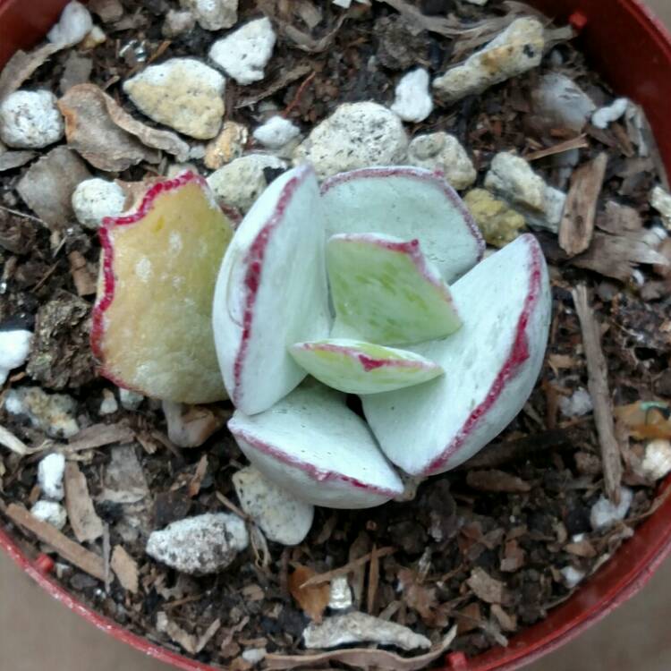 plant image 759560