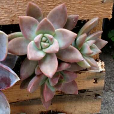 x Graptosedum California Sunset