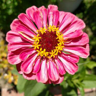Zinnia elegans