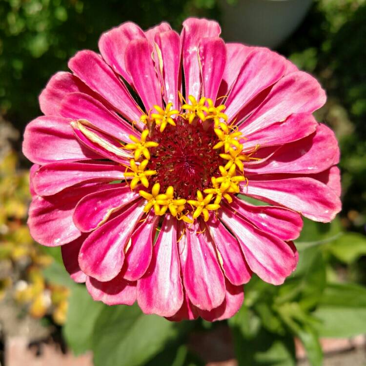 plant image 764461 plant image 764461