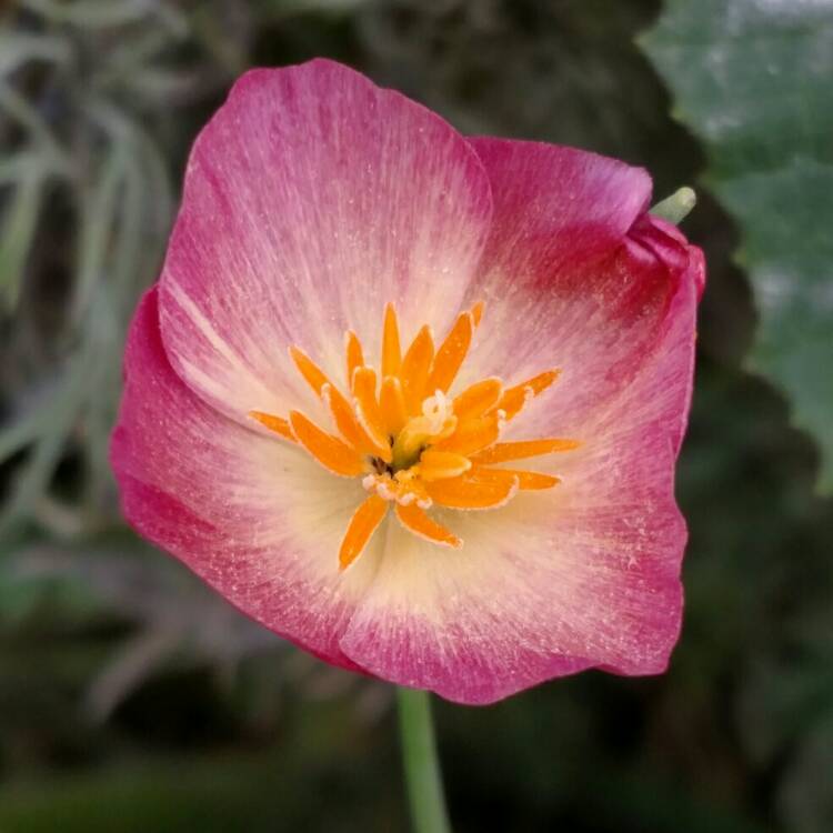 plant image 764466 plant image 764466