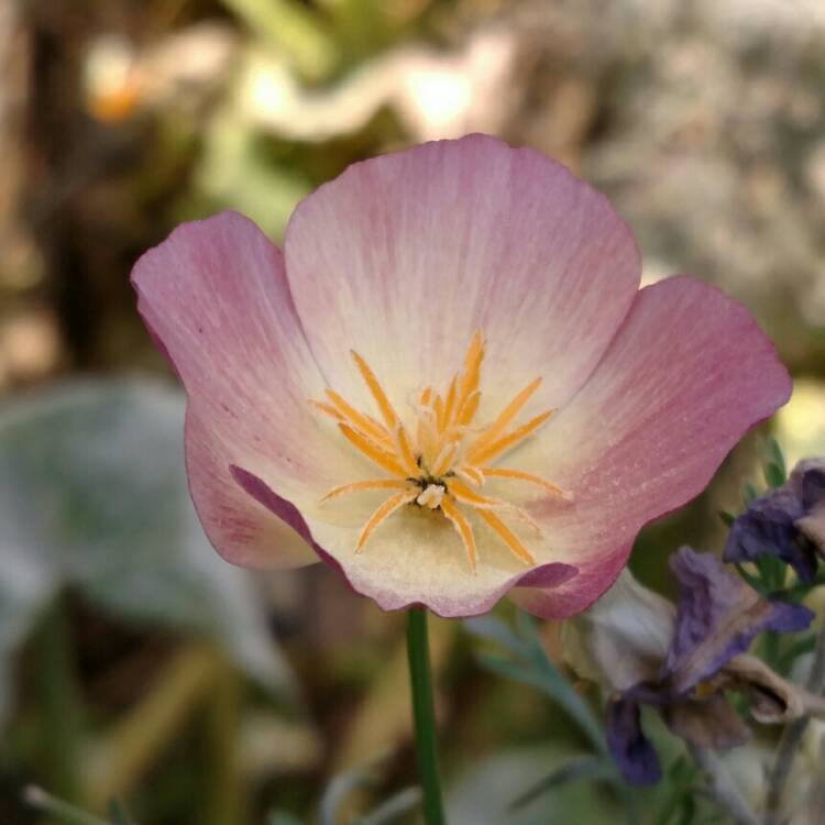 Plant image Eschscholzia californica 'Carmine King'