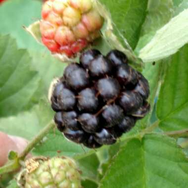 Rubus fruticosus