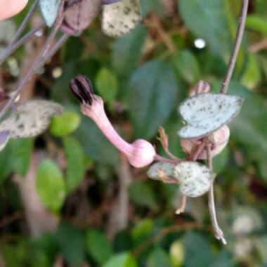 Ceropegia linearis subsp. Woodii